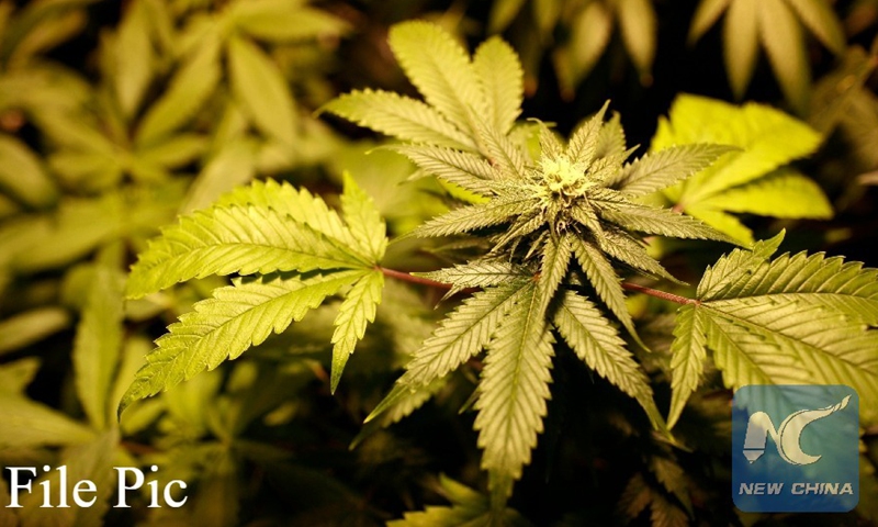 A marijuana plant is shown at Oaksterdam University, a trade school for the cannabis industry, in Oakland, California on July 23, 2009.File photo:Xinhua