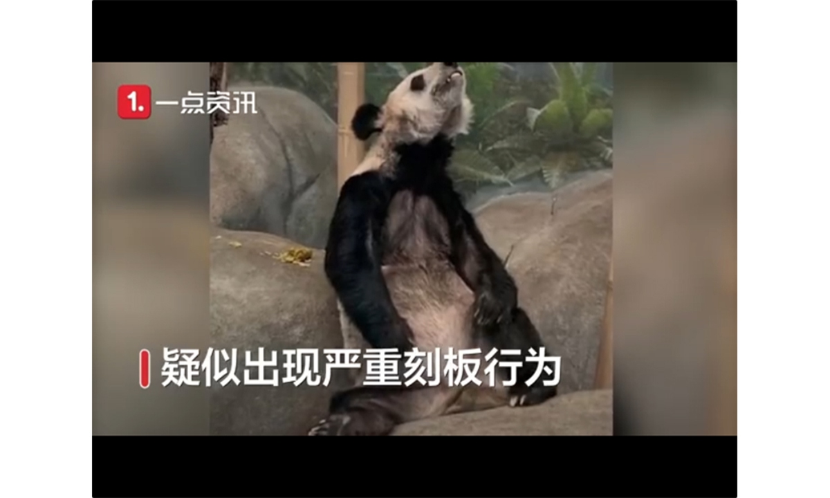 Viral video of 'skinny' giant panda in a US zoo ignites calls for