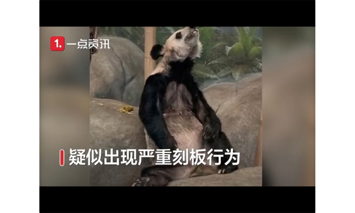 Viral video of 'skinny' giant panda in a US zoo ignites calls for its  return to China - Global Times