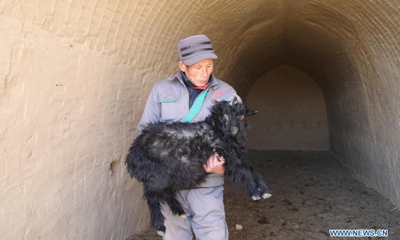 Staff member Ren Shengde holds a goat at a farm of the black goat breeding cooperative in Wangwan Village of Zhenyuan County in Qingyang City, northwest China's Gansu Province, Jan. 21, 2021. Zhenyuan County has turned abandoned cave dwellings into goat sheds in recent years.Photo:Xinhua