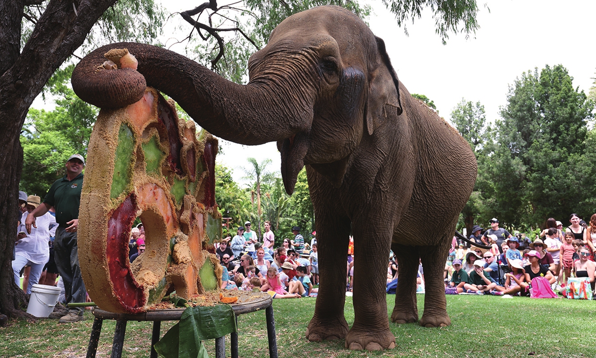 Elderly Asian elephant Tricia enjoys her birthday cake at the Perth Zoo on Sunday in Perth, Australia. At 64 years old, Tricia the elephant is one of the oldest animals at the zoo. Opened in 1898, the zoo housed 1,258 animals across 164 species in 2011 and boasts an extensive botanical collection. Photo: VCG