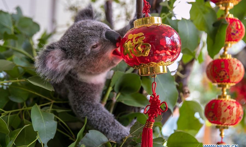 A Koala and tree decorated with Chinese lanterns are seen at Wild Life Sydney Zoo, in Sydney, Australia, on Feb. 2, 2021. The Chinese lunar new year falls on Feb. 12, 2021. (Xinhua/Bai Xuefei)