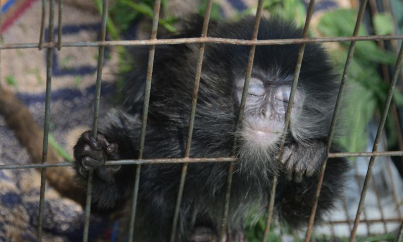 A langur is seen inside a cage after being rescued in Surabaya, East Java, Indonesia, Feb. 17, 2021. Indonesia's East Java provincial police and the local natural resources conservation center have thwarted the sale of 24 protected animals, a police officer has said. The police seized 15 Moluccan cockatoos, one crested hawk-eagle, and eight East Javan langurs, the East Java provincial police's spokesman Senior Commissioner Gatot Repli Handoko said in a press statement. Photo: Xinhua