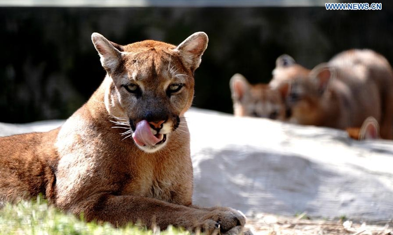 Wild amateur cougar eats fan image