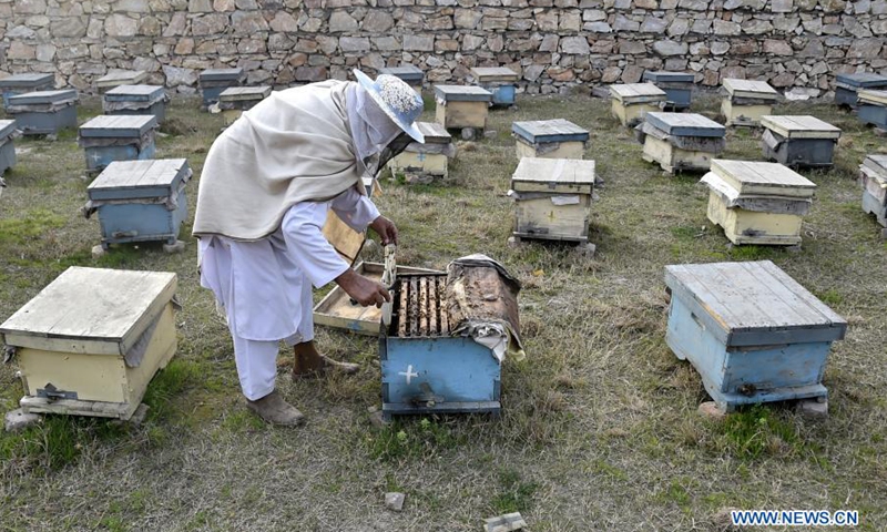Bee farm in Peshawar, Pakistan - Global Times