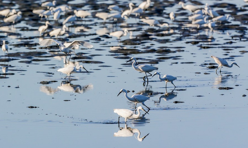 Migratory birds forage at the mudflats of the Las Pinas-Paranaque Wetland Park in Las Pinas City, the Philippines, Feb. 25, 2021. (Xinhua/ROUELLE UMALI)