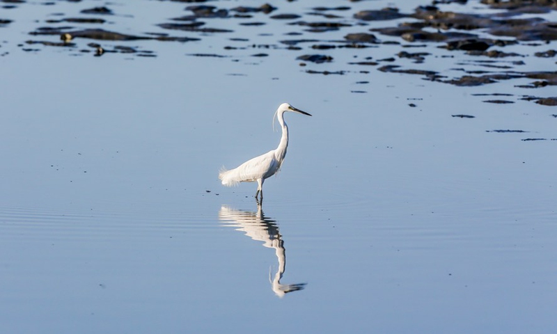 A little egret forages at the mudflats of the Las Pinas-Paranaque Wetland Park in Las Pinas City, the Philippines, Feb. 25, 2021. (Xinhua/ROUELLE UMALI)