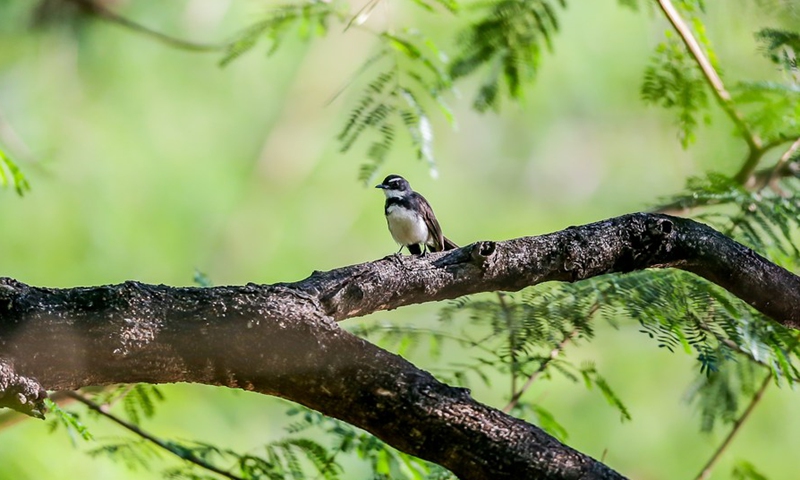 A Philippine pied fantail is seen perched on a tree at the Las Pinas-Paranaque Wetland Park in Las Pinas City, the Philippines, Feb. 25, 2021. (Xinhua/ROUELLE UMALI)