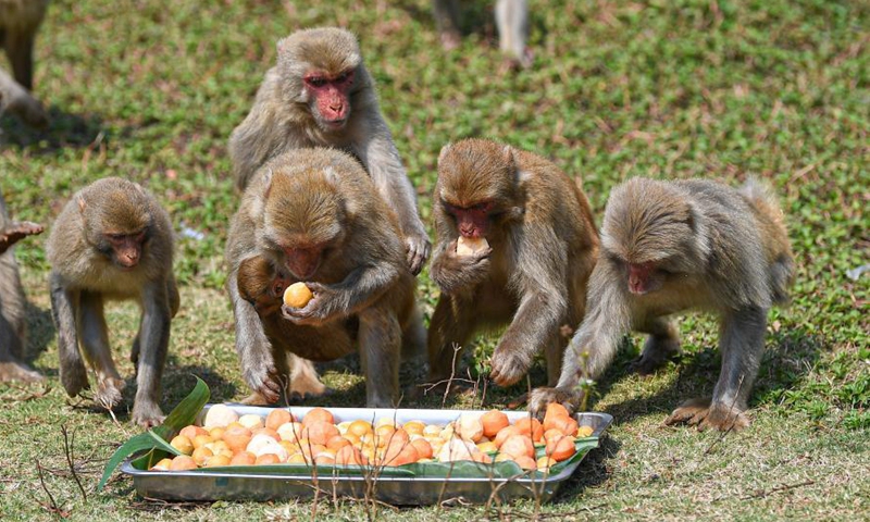 Macaques enjoy food shaped like tangyuan, a kind of round and sweet dumpling made of glutinous rice flour, at the Hainan Tropical Wildlife Park and Botanical Garden in Haikou, south China's Hainan Province, Feb. 25, 2021. Most Chinese usually eat tangyuan on the Lantern Festival. The word tangyuan is nearly the same as tuanyuan, which means reunion in Chinese, making the food a symbol of families coming together. (Xinhua/Pu Xiaoxu) 