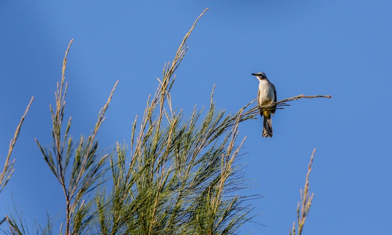 A yellow-vented bulbul is seen perched on a tree at the Las Pinas-Paranaque Wetland Park in Las Pinas City, the Philippines, Feb. 25, 2021. (Xinhua/ROUELLE UMALI)