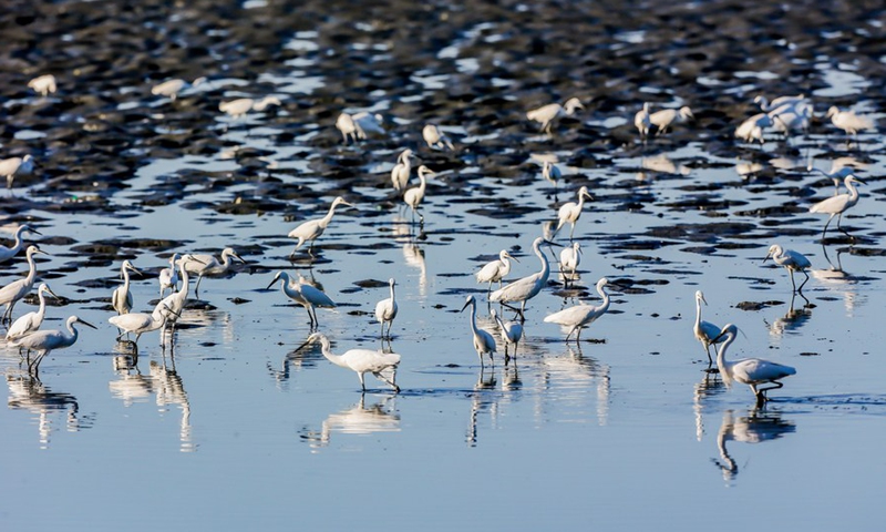 Migratory birds forage at the mudflats of the Las Pinas-Paranaque Wetland Park in Las Pinas City, the Philippines, Feb. 25, 2021. (Xinhua/ROUELLE UMALI)