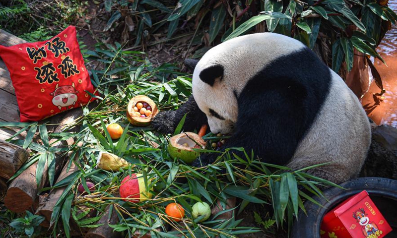 Giant panda Shunshun enjoys food shaped like tangyuan, a kind of round and sweet dumpling made of glutinous rice flour, at the Hainan Tropical Wildlife Park and Botanical Garden in Haikou, south China's Hainan Province, Feb. 25, 2021. Most Chinese usually eat tangyuan on the Lantern Festival. The word tangyuan is nearly the same as tuanyuan, which means reunion in Chinese, making the food a symbol of families coming together. (Xinhua/Pu Xiaoxu) 