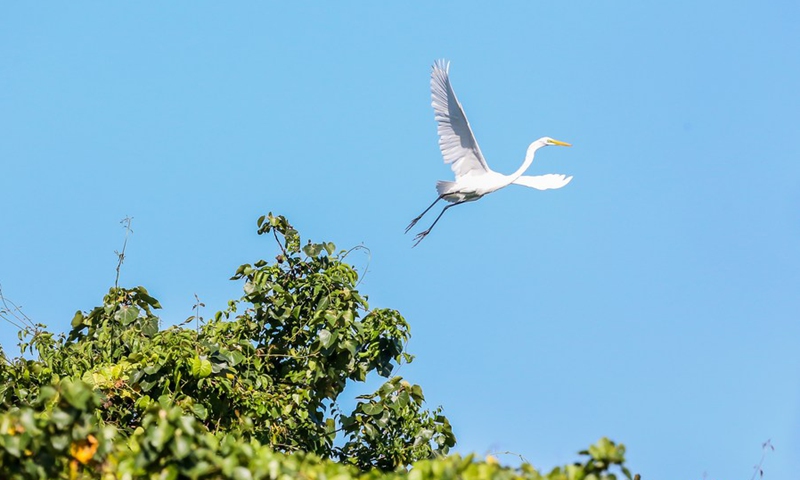 A great egret flies over mangrove trees at the Las Pinas-Paranaque Wetland Park in Las Pinas City, the Philippines, Feb. 25, 2021. (Xinhua/ROUELLE UMALI)