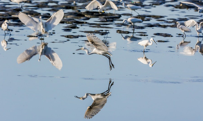 Migratory birds forage at the mudflats of the Las Pinas-Paranaque Wetland Park in Las Pinas City, the Philippines, Feb. 25, 2021. (Xinhua/ROUELLE UMALI)