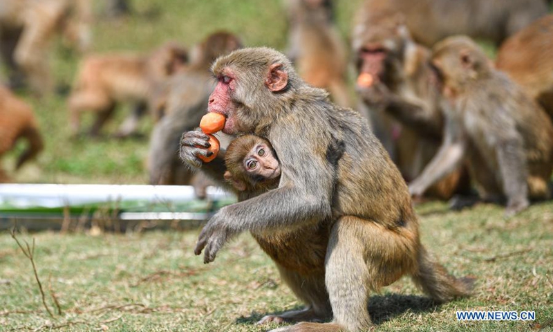 A macaque enjoys food shaped like tangyuan, a kind of round and sweet dumpling made of glutinous rice flour, at the Hainan Tropical Wildlife Park and Botanical Garden in Haikou, south China's Hainan Province, Feb. 25, 2021. Most Chinese usually eat tangyuan on the Lantern Festival. The word tangyuan is nearly the same as tuanyuan, which means reunion in Chinese, making the food a symbol of families coming together. (Xinhua/Pu Xiaoxu) 