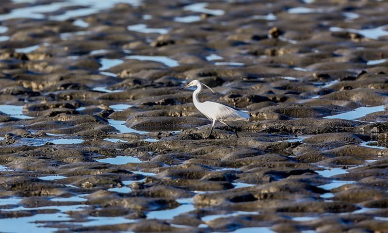 A little egret forages at the mudflats of the Las Pinas-Paranaque Wetland Park in Las Pinas City, the Philippines, Feb. 25, 2021. (Xinhua/ROUELLE UMALI)