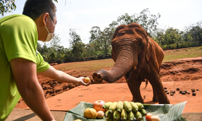 A staff member feeds an elephant with food shaped like tangyuan, a kind of round and sweet dumpling made of glutinous rice flour, at the Hainan Tropical Wildlife Park and Botanical Garden in Haikou, south China's Hainan Province, Feb. 25, 2021. Most Chinese usually eat tangyuan on the Lantern Festival. The word tangyuan is nearly the same as tuanyuan, which means reunion in Chinese, making the food a symbol of families coming together. (Xinhua/Pu Xiaoxu) 