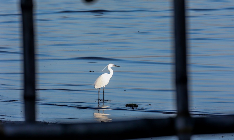 A little egret forages at the mudflats of the Las Pinas-Paranaque Wetland Park in Las Pinas City, the Philippines, Feb. 25, 2021. (Xinhua/ROUELLE UMALI)
