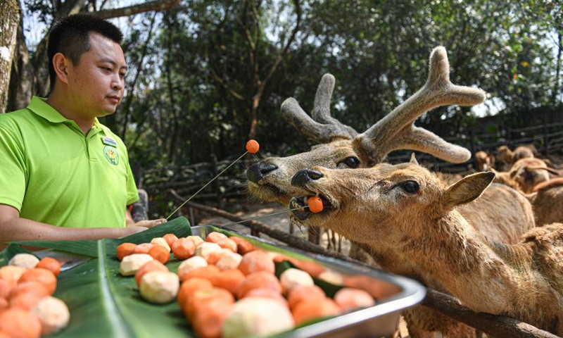 A staff member feeds milu deer with food shaped like tangyuan, a kind of round and sweet dumpling made of glutinous rice flour, at the Hainan Tropical Wildlife Park and Botanical Garden in Haikou, south China's Hainan Province, Feb. 25, 2021. Most Chinese usually eat tangyuan on the Lantern Festival. The word tangyuan is nearly the same as tuanyuan, which means reunion in Chinese, making the food a symbol of families coming together. (Xinhua/Pu Xiaoxu) 
