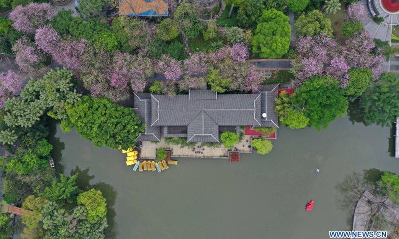 Aerial photo taken on Feb. 28, 2021 shows cars running past Bauhinia blossoms along Xueyuan road in Liuzhou City, south China's Guangxi Zhuang Autonomous Region.Photo:Xinhua