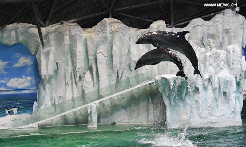 Dolphins adapt to the new environment in the performance pool after they are transferred to the Harbin Polarland in Harbin, northeast China's Heilongjiang Province, Feb. 27, 2021.(Photo: Xinhua)