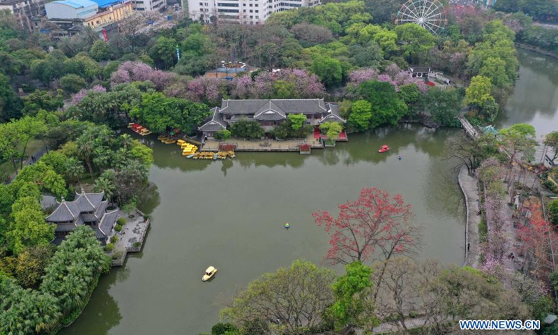 Aerial photo taken on Feb. 28, 2021 shows cars running past Bauhinia blossoms along Xueyuan road in Liuzhou City, south China's Guangxi Zhuang Autonomous Region.Photo:Xinhua