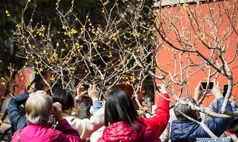Visitors take photos of wintersweet at Wofo Temple in Beijing, Capital of China, Feb. 27, 2021.(Photo: Xinhua)