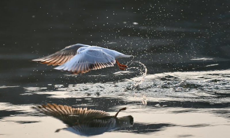 A black-headed gull flies over the Haihe River in north China's Tianjin, Feb. 27, 2021. In recent years, with the improvement of the ecological environment in Tianjin, the water quality of Haihe River has been continuously ameliorated, attracting many black-headed gulls from late November to March the next year.Photo:Xinhua