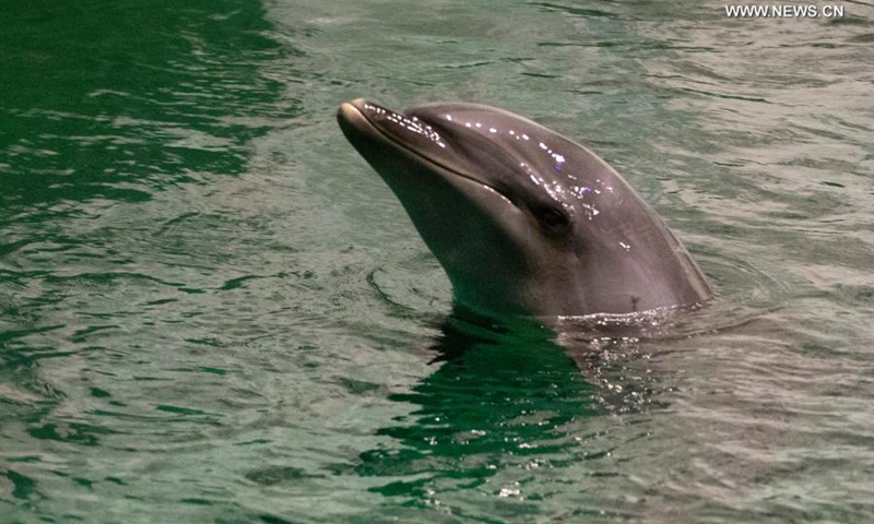 A dolphin adapts to the new environment in the performance pool after they are transferred to the Harbin Polarland in Harbin, northeast China's Heilongjiang Province, Feb. 27, 2021.(Photo: Xinhua)