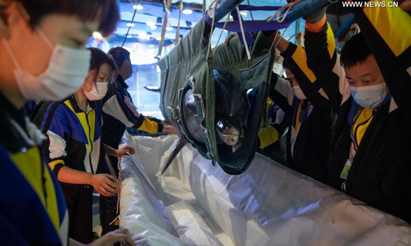 Staff members transfer a dolphin at the Harbin Polarland in Harbin, northeast China's Heilongjiang Province, Feb. 27, 2021. (Photo: Xinhua)