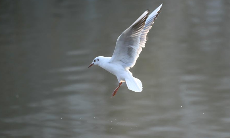 A black-headed gull flies over the Haihe River in north China's Tianjin, Feb. 27, 2021. In recent years, with the improvement of the ecological environment in Tianjin, the water quality of Haihe River has been continuously ameliorated, attracting many black-headed gulls from late November to March the next year.Photo:Xinhua