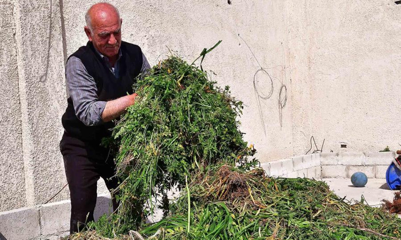 Farmer Hassan Khalifa holds a bunch of grass to feed his worms at his worm farm in the countryside of the capital Damascus, Syria on Feb. 25, 2021. The 65-year-old farmer Hassan Khalifa has developed an obsession a decade ago to raise worms to produce organic fertilizers, the first such project in Syria.(Photo: Xinhua)