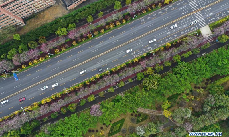 Aerial photo taken on Feb. 28, 2021 shows cars running past Bauhinia blossoms along Xueyuan road in Liuzhou City, south China's Guangxi Zhuang Autonomous Region.Photo:Xinhua