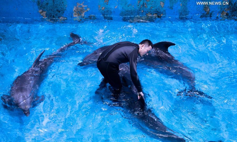 A trainer comforts dolphins before they are transferred at the Harbin Polarland in Harbin, northeast China's Heilongjiang Province, Feb. 27, 2021.(Photo: Xinhua)