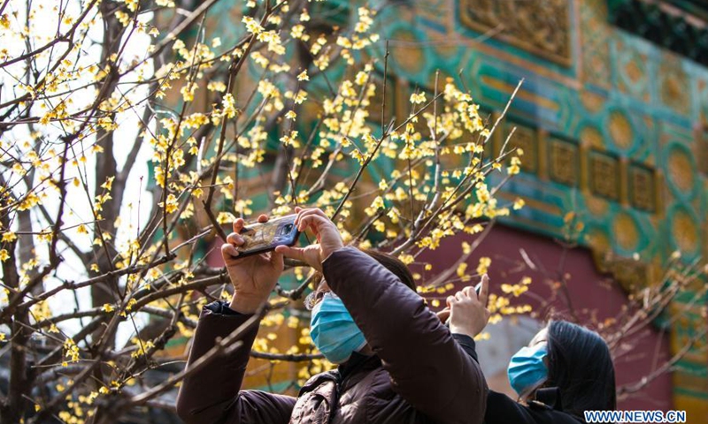 Visitors take photos of wintersweet at Wofo Temple in Beijing, Capital of China, Feb. 27, 2021.(Photo: Xinhua)