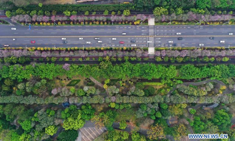 Aerial photo taken on Feb. 28, 2021 shows cars running past Bauhinia blossoms along Xueyuan road in Liuzhou City, south China's Guangxi Zhuang Autonomous Region.Photo:Xinhua