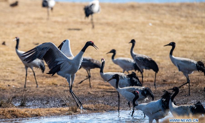 Black-necked cranes forage at Dashanbao Dahaizi Wetland in Zhaotong City, southwest China's Yunnan Province, Feb. 24, 2021. The Dashanbao Black-neck Crane Nature Reserve, established in 2003 for the endangered black-necked cranes, has witnessed over 1,400 black-necked cranes wintering here this year. In recent years, local authorities have taken a variety of measures such as ecological restoration and food source base construction to protect the habitat of black-necked cranes. (Photo: Xinhua)