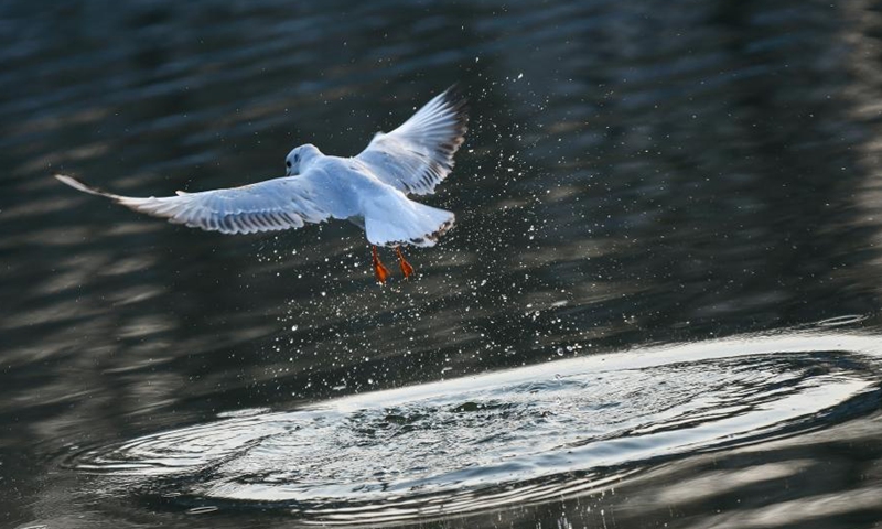 A black-headed gull flies over the Haihe River in north China's Tianjin, Feb. 27, 2021. In recent years, with the improvement of the ecological environment in Tianjin, the water quality of Haihe River has been continuously ameliorated, attracting many black-headed gulls from late November to March the next year.Photo:Xinhua