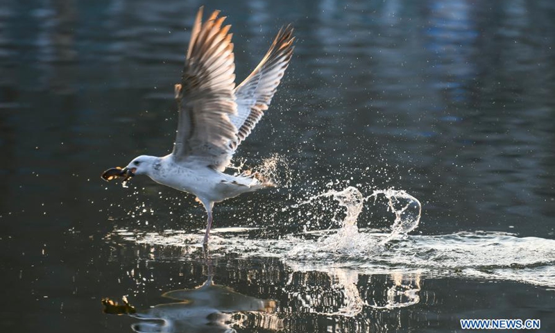 A black-headed gull flies over the Haihe River in north China's Tianjin, Feb. 27, 2021. In recent years, with the improvement of the ecological environment in Tianjin, the water quality of Haihe River has been continuously ameliorated, attracting many black-headed gulls from late November to March the next year.Photo:Xinhua