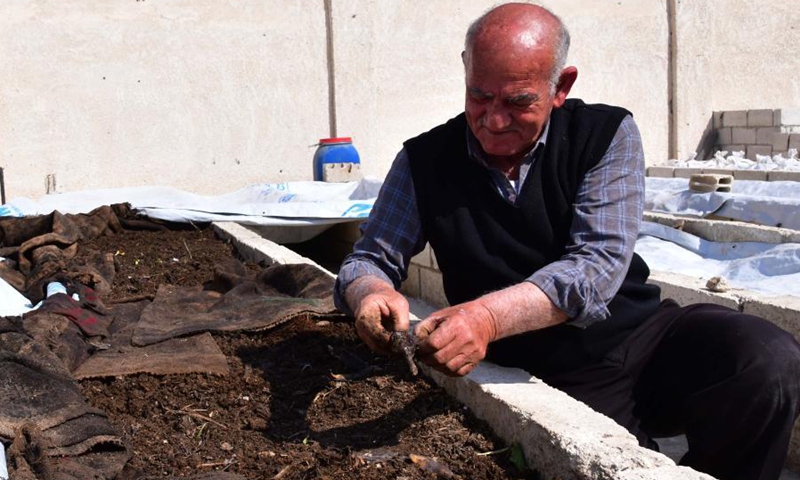 Farmer Hassan Khalifa checks on his worms at his worm farm in the countryside of the capital Damascus, Syria on Feb. 25, 2021. The 65-year-old farmer Hassan Khalifa has developed an obsession a decade ago to raise worms to produce organic fertilizers, the first such project in Syria. (Photo: Xinhua)