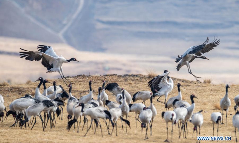 Black-necked cranes are seen at Dashanbao Dahaizi Wetland in Zhaotong City, southwest China's Yunnan Province, Feb. 26, 2021. The Dashanbao Black-neck Crane Nature Reserve, established in 2003 for the endangered black-necked cranes, has witnessed over 1,400 black-necked cranes wintering here this year. In recent years, local authorities have taken a variety of measures such as ecological restoration and food source base construction to protect the habitat of black-necked cranes. (Photo: Xinhua)