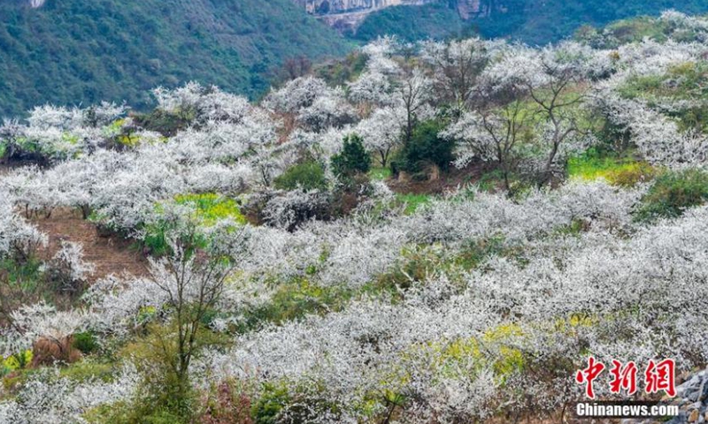2021年3月1日拍摄的航拍照片显示了中国西南四川省Lu州市徐永县的桃花和梅花海。 不同的春天的花朵呈现出不同的颜色。图片：中国新闻社