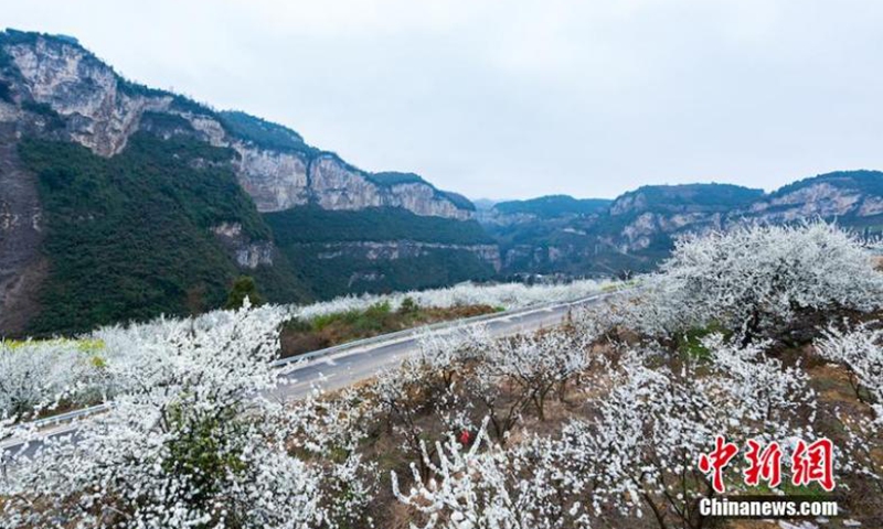 Aerial photo taken on March 1, 2021, shows sea of peach and plum blossoms in Xuyong County, Luzhou City, southwest China's Sichuan Province. Different spring flowers present a display of colors.Photo:China News Service