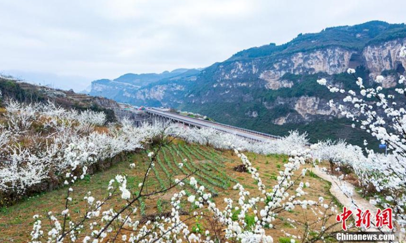 Aerial photo taken on March 1, 2021, shows sea of peach and plum blossoms in Xuyong County, Luzhou City, southwest China's Sichuan Province. Different spring flowers present a display of colors.Photo:China News Service