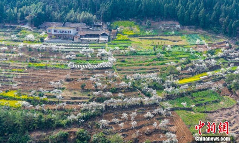Aerial photo taken on March 1, 2021, shows sea of peach and plum blossoms in Xuyong County, Luzhou City, southwest China's Sichuan Province. Different spring flowers present a display of colors.Photo:China News Service