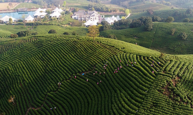 Farmers pick white tea leaves in Xilong Township of Anji County, east China's Zhejiang Province, March 31, 2018.(Photo: Xinhua)