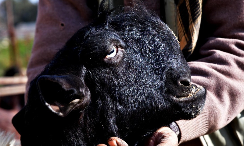 A Syrian shepherd holds the head of a Damascus goat, described as one of the ugliest animals on earth, at a farm in the Syrian capital of Damascus, on Feb. 28, 2021.(Photo: Xinhua)