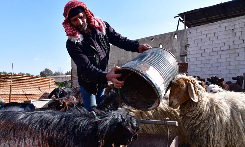 A Syrian shepherd feeds his goats at a farm in the countryside of the Syrian capital of Damascus, on Feb. 28, 2021.(Photo: Xinhua)