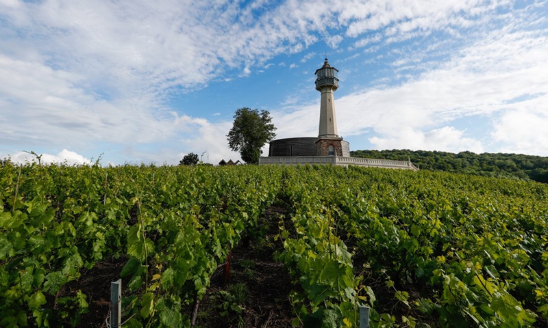 File photo taken on June 10, 2019 shows a vineyard in the Champagne region near Reims, France.(Photo: Xinhua)