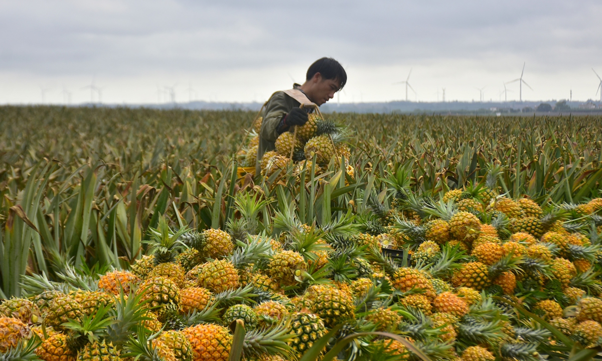 Growers in Xuwen county, South China's Guangdong Province, dubbed the hometown of pineapples in China, are busy picking pineapples. Xuwen is a big producer of the fruit, ranking first in the country in terms of planting area and output, and its products are sold all over the world. This year there's a bumper harvest and prices have doubled. Photo: cnsphoto